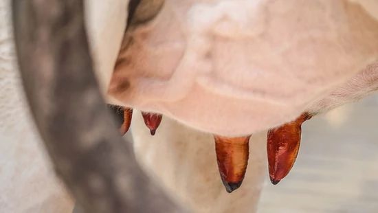 Close-up of a cow’s udder and teats viewed through a metal rail.
