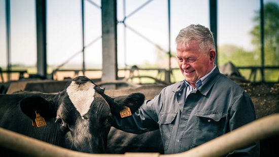 A dairy farm setting showing a person standing beside a cow inside a barn, highlighting hands-on cattle care and animal management.